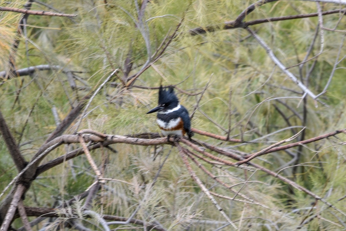 Belted Kingfisher - ML496516261