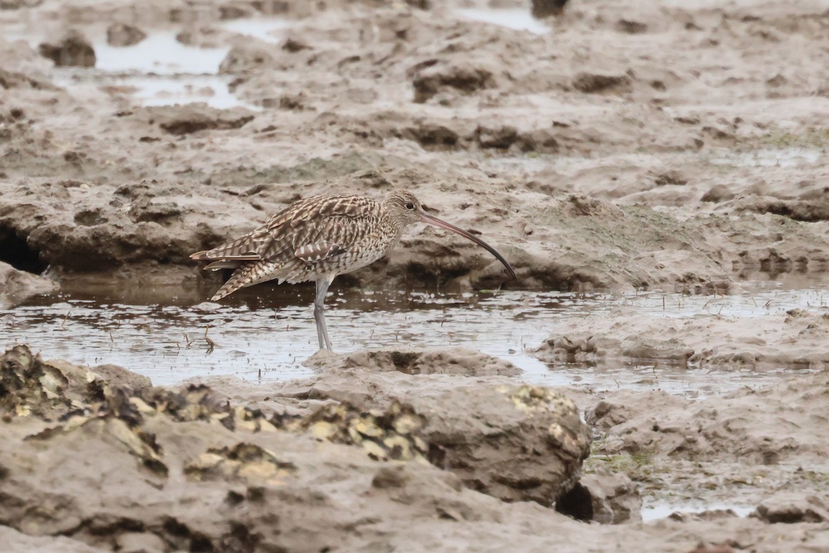 Far Eastern Curlew - ML496517451