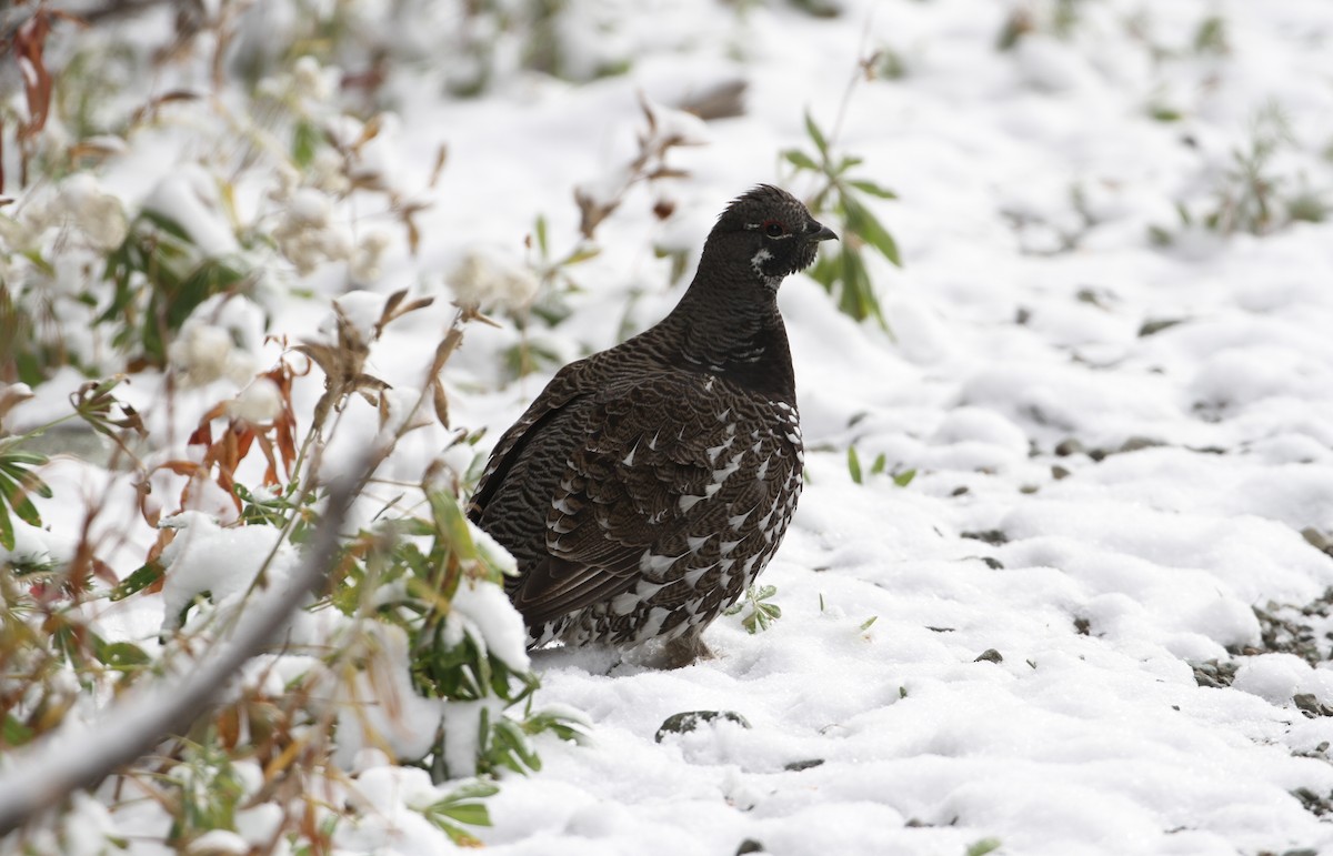 Spruce Grouse - ML496517551