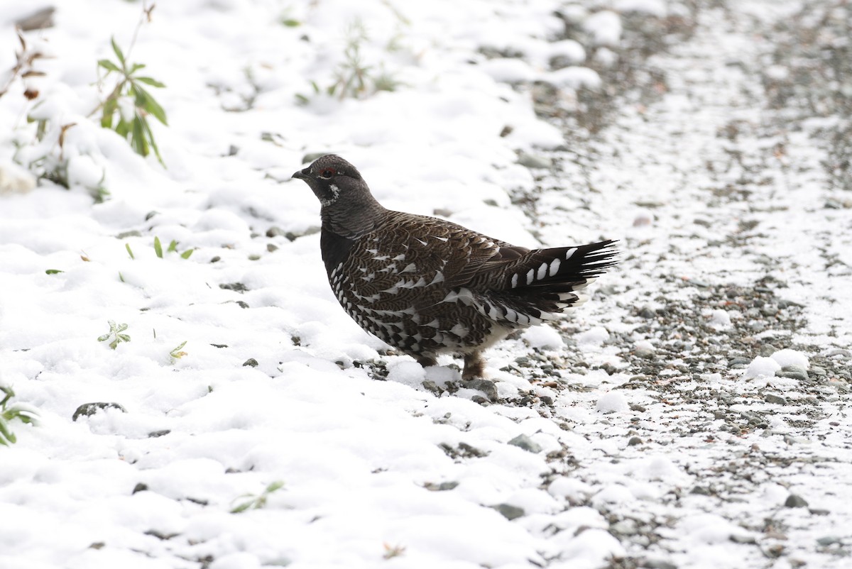 Spruce Grouse - ML496517561