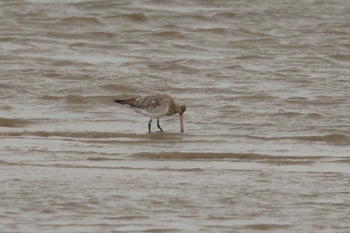 Bar-tailed Godwit - ML496517601