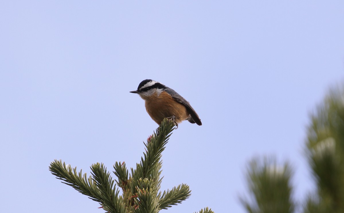 Red-breasted Nuthatch - ML496517651