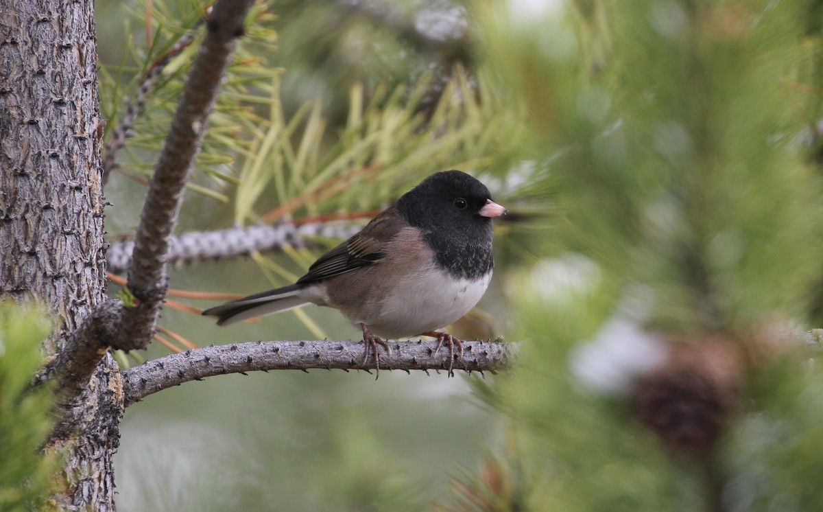 Dark-eyed Junco (Oregon) - ML496517681