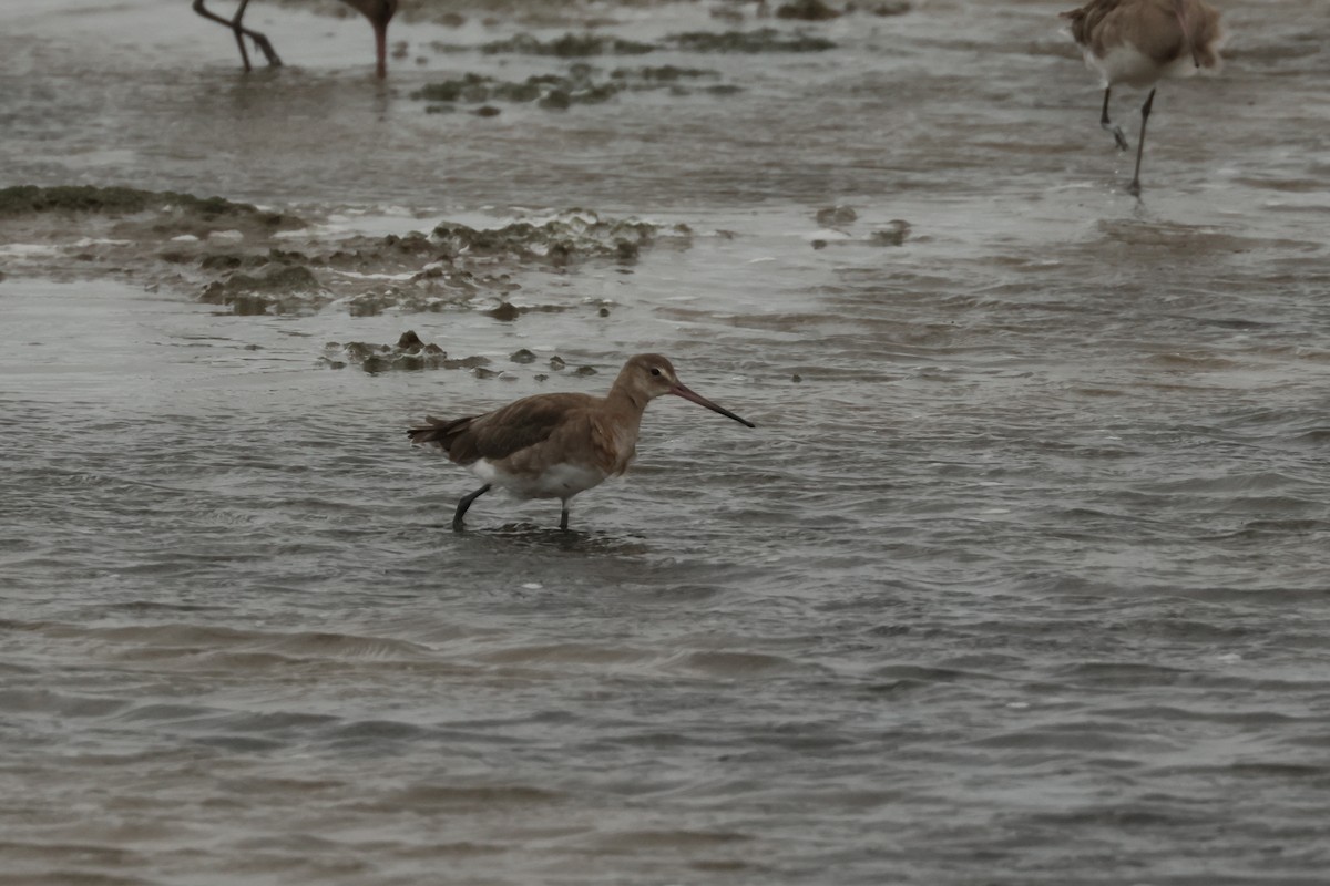 Bar-tailed Godwit - ML496517731