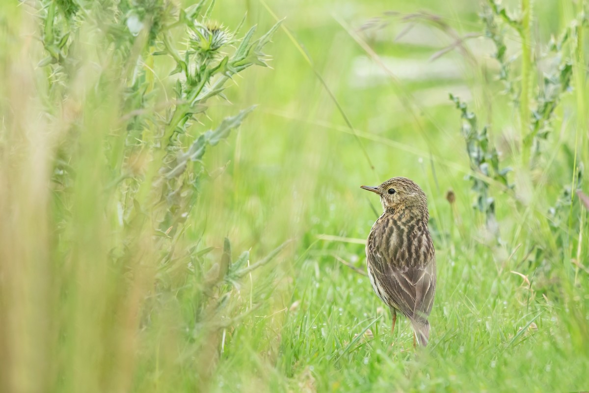 Meadow Pipit - ML496517761