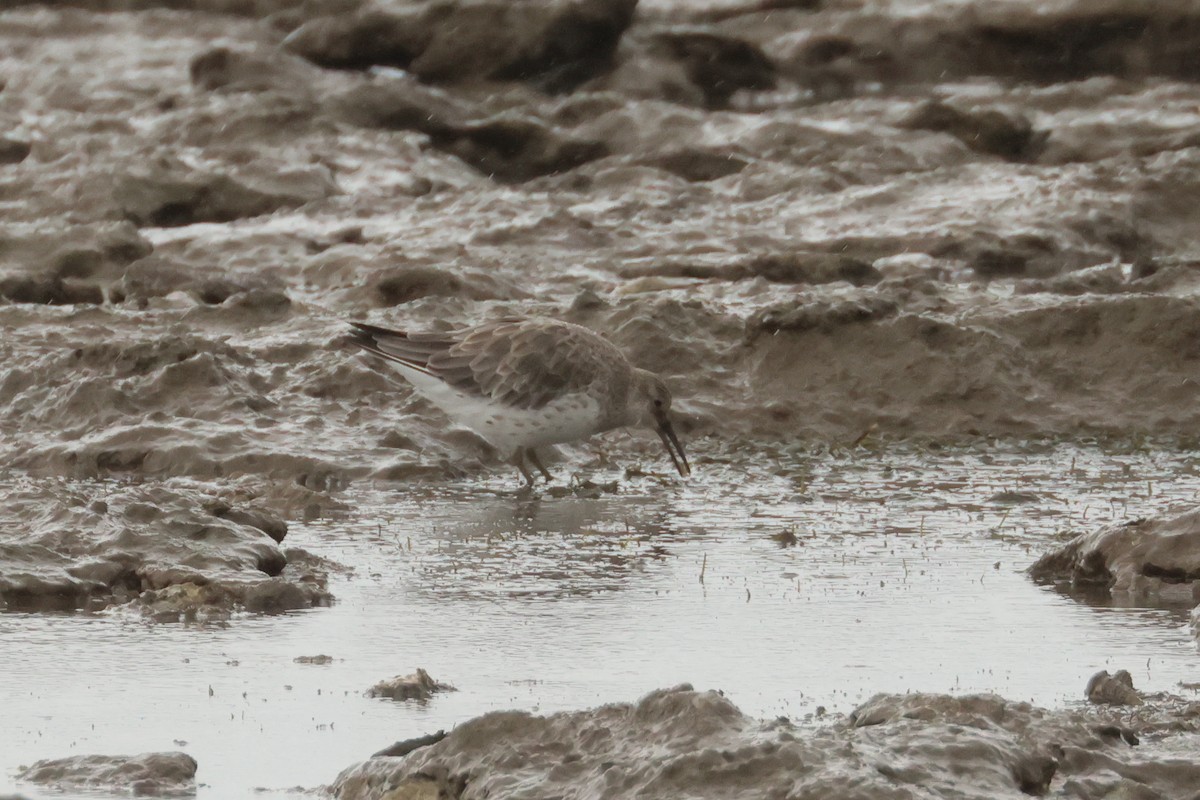 Great Knot - ML496517851