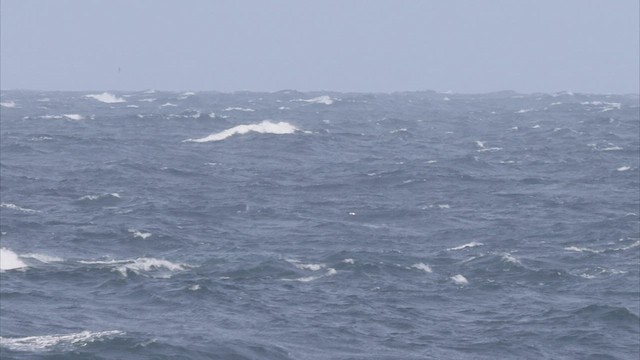 Manx Shearwater - ML496517941