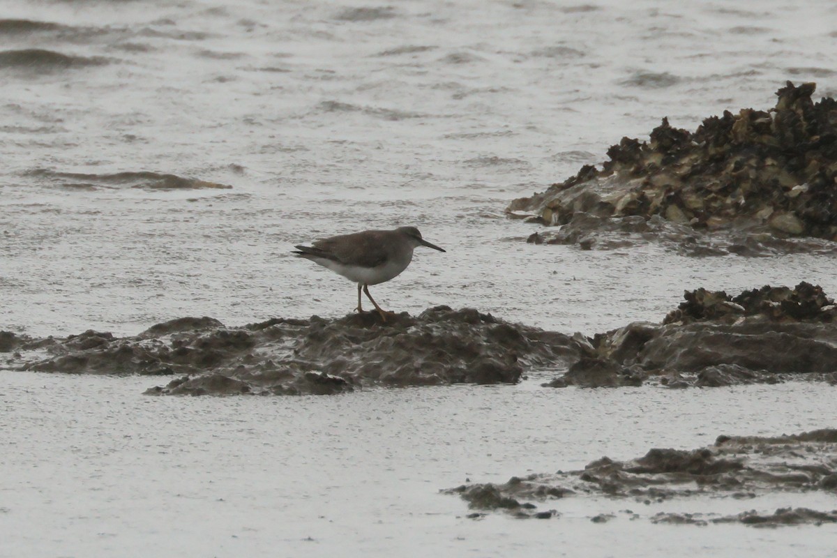 Gray-tailed Tattler - Dennis Devers