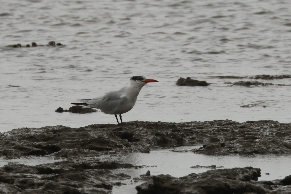 Caspian Tern - ML496518301