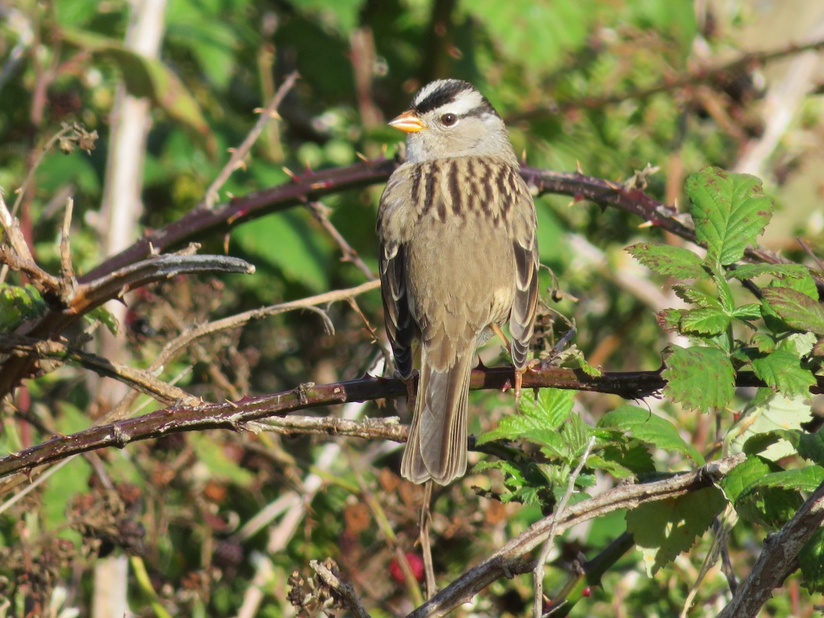 White-crowned Sparrow - ML496518501