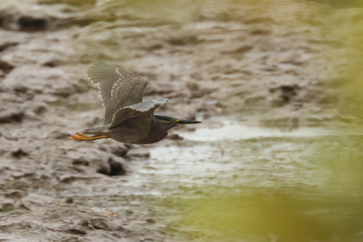 Striated Heron - ML496518841