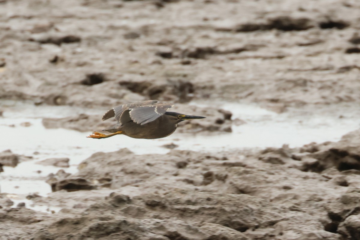 Striated Heron - ML496518851