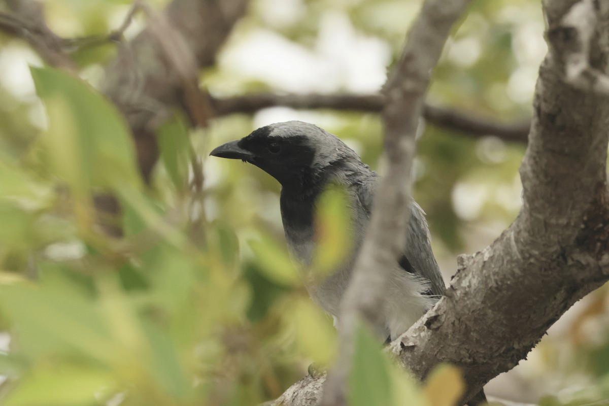 Black-faced Cuckooshrike - ML496518941