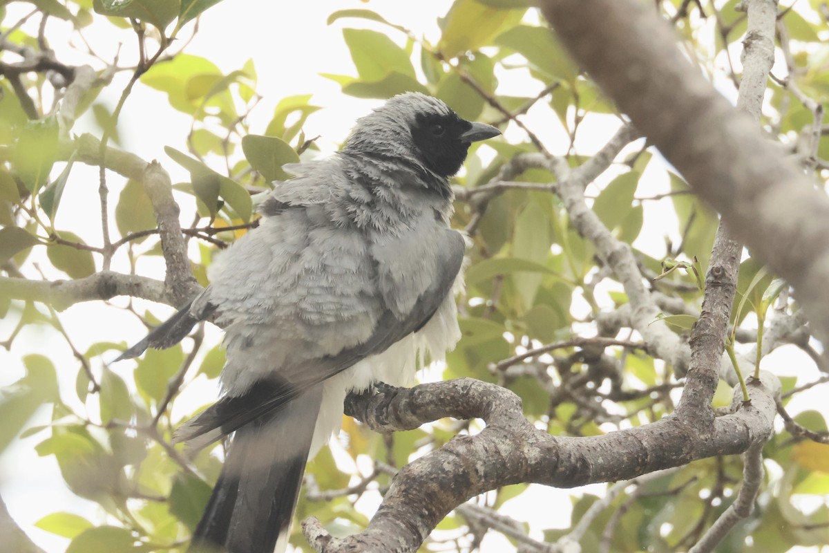 Black-faced Cuckooshrike - ML496518951