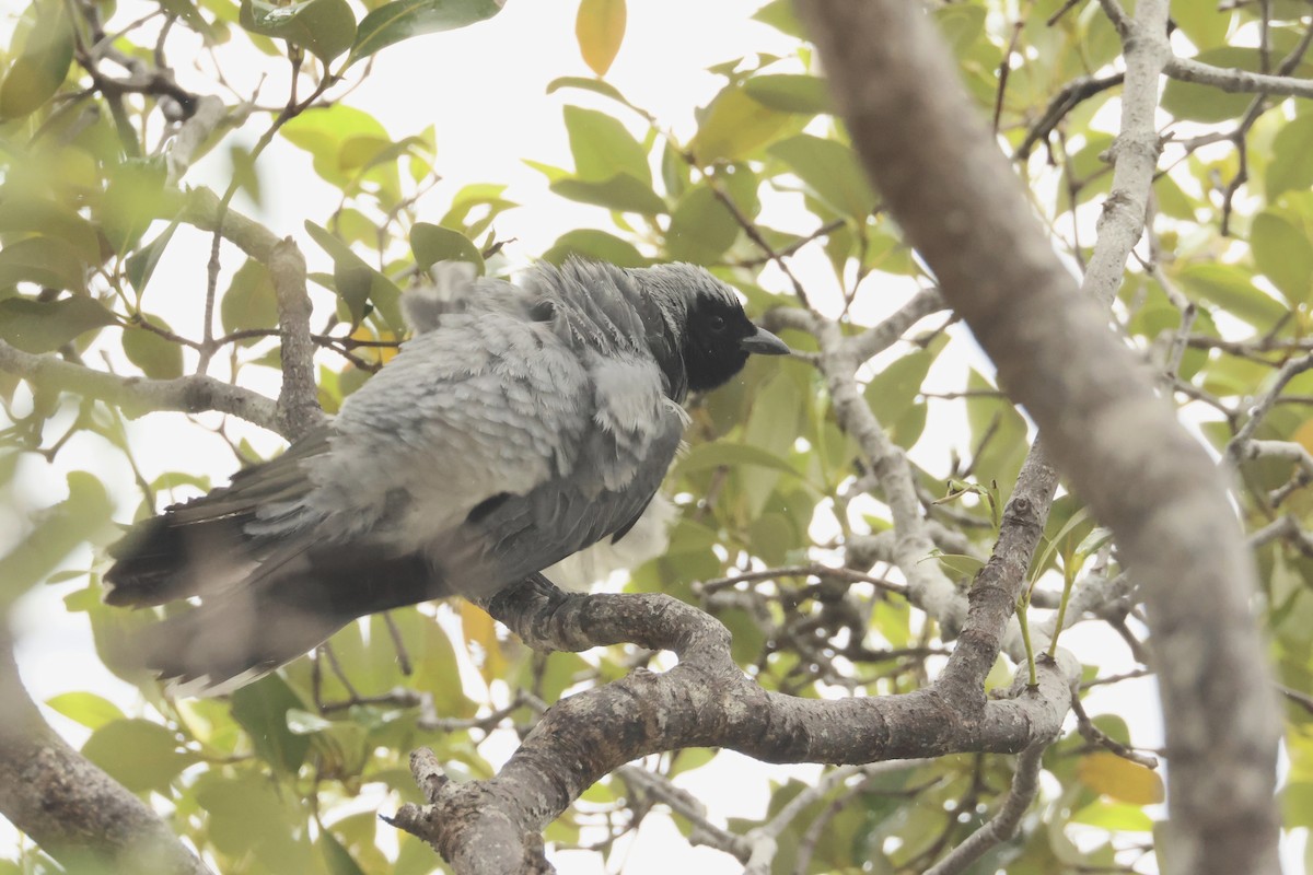 Black-faced Cuckooshrike - ML496518961