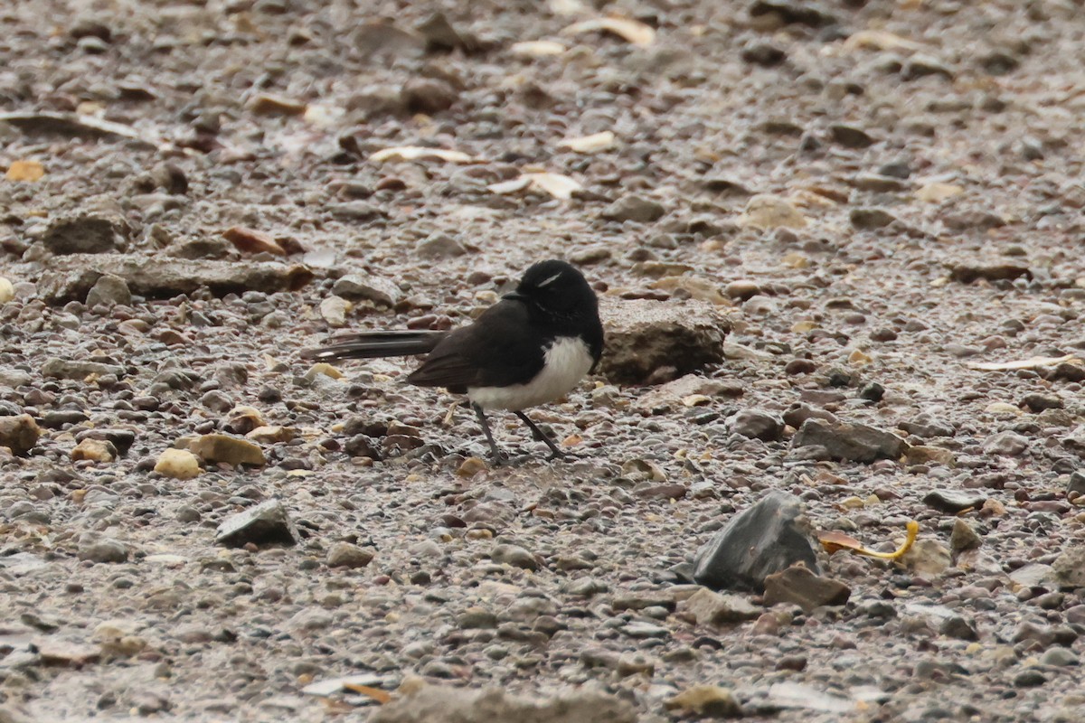 Willie-wagtail - ML496519111