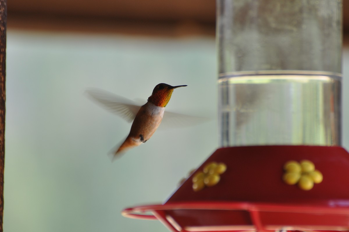 Colibrí Rufo - ML496519431