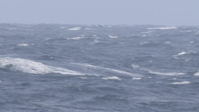 Manx Shearwater - ML496519461