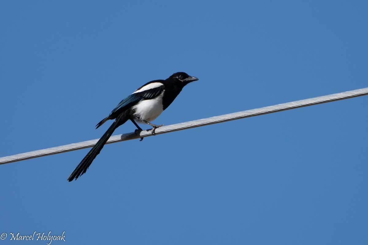 Black-billed Magpie - ML496519581