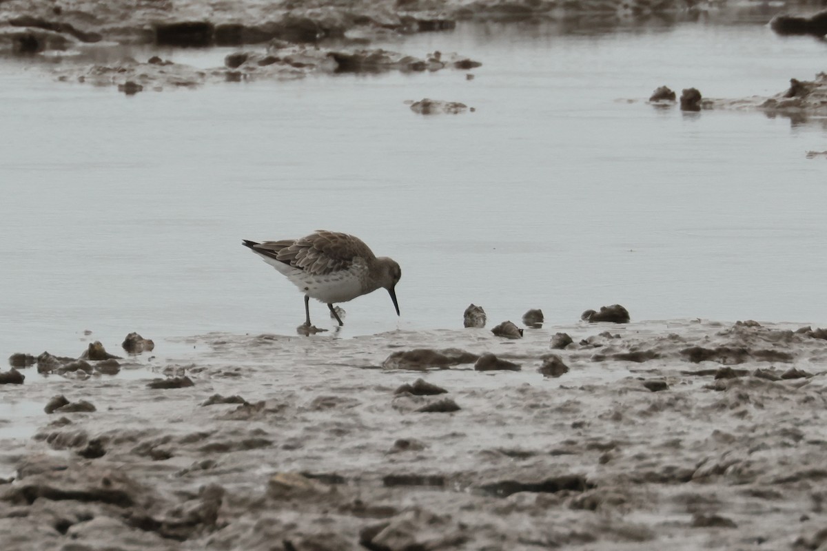 Great Knot - ML496519831