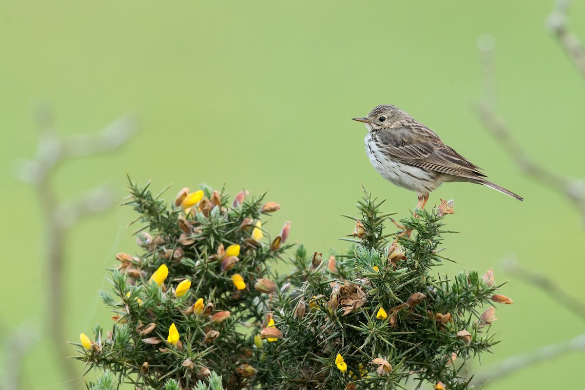 Meadow Pipit - ML496519871