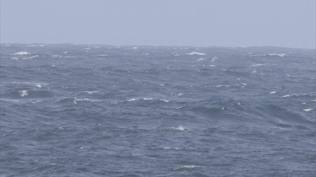 Manx Shearwater - ML496520481