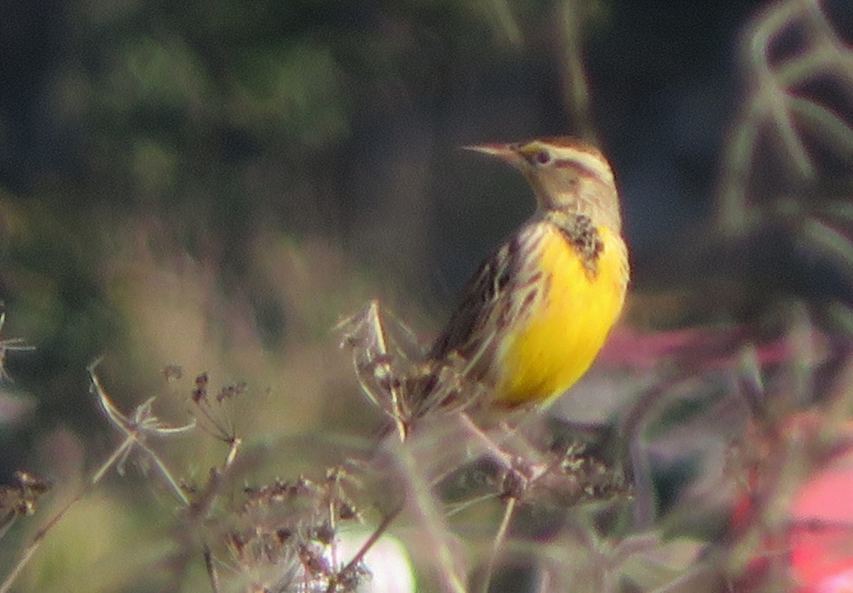 Western Meadowlark - ML496521011