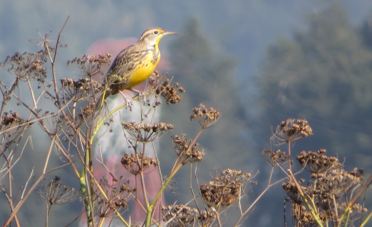 Western Meadowlark - ML496521031