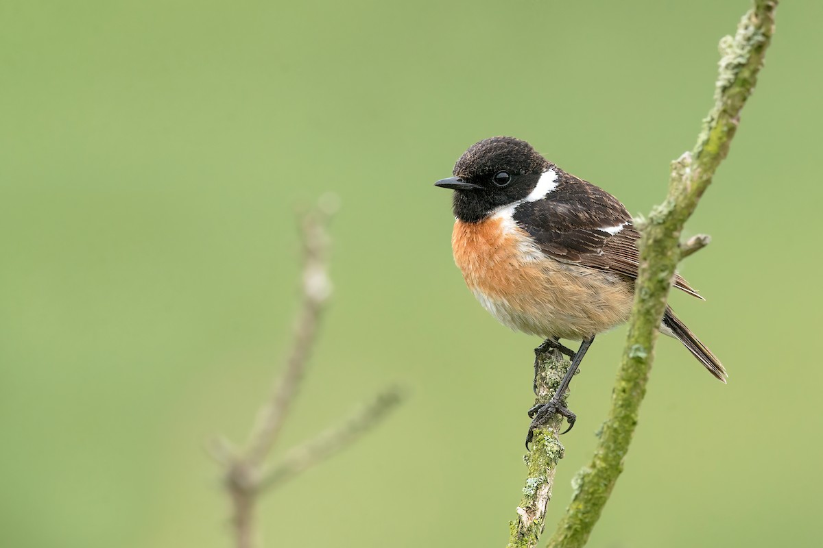 European Stonechat - ML496521091