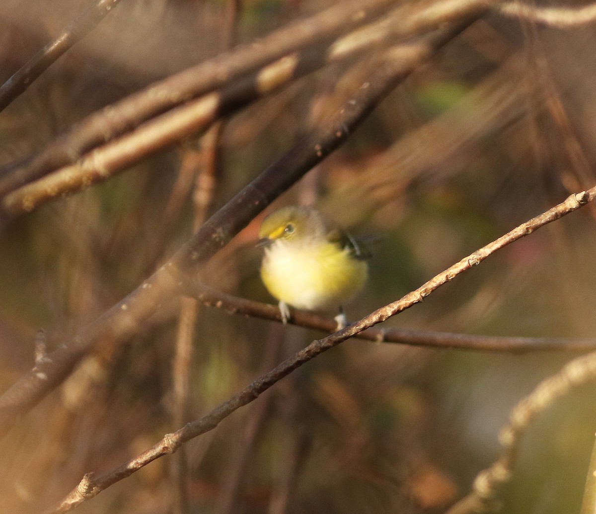 White-eyed Vireo - ML496522161