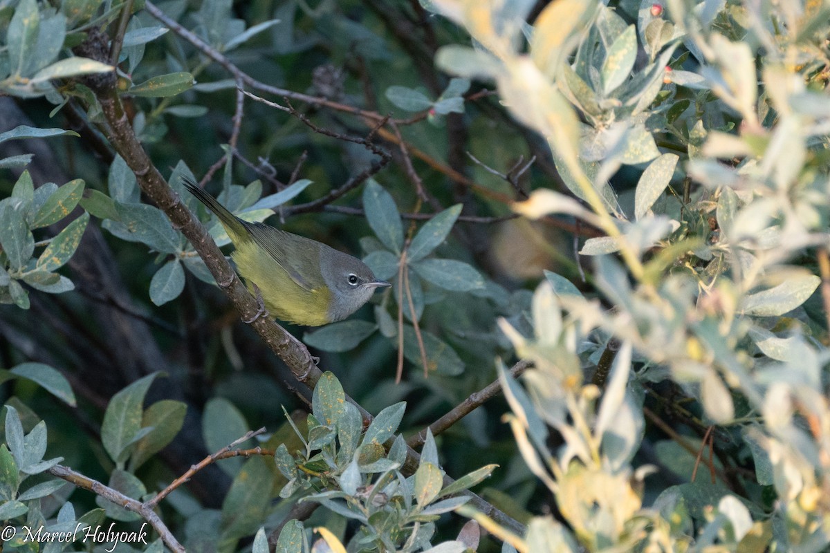 MacGillivray's Warbler - ML496522341