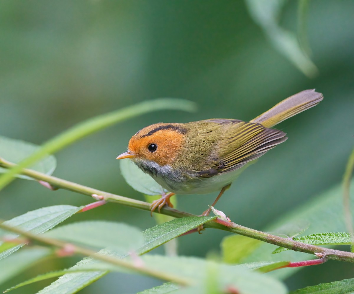 Rufous-faced Warbler - Hong Wang