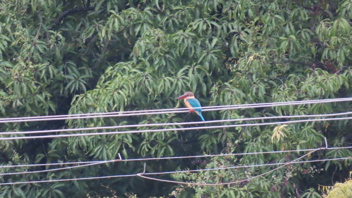 Stork-billed Kingfisher - ML496522781