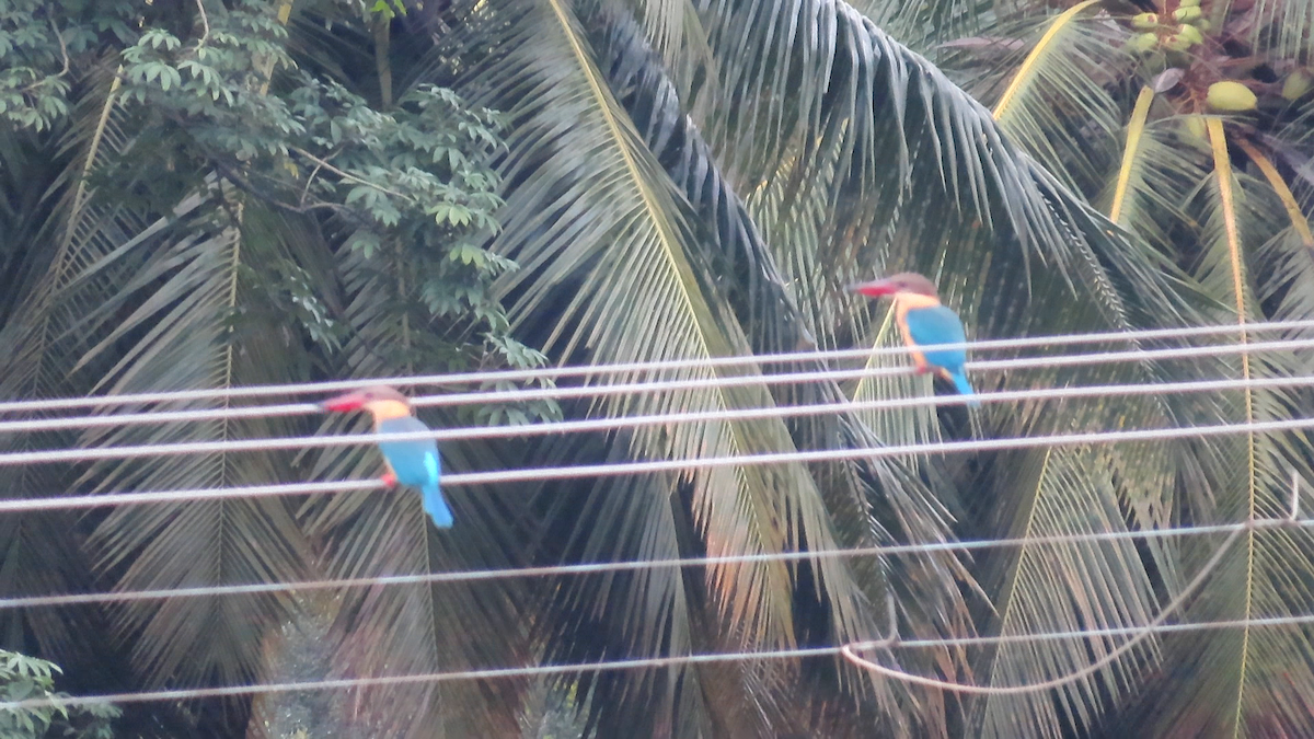 Stork-billed Kingfisher - Arvindh T