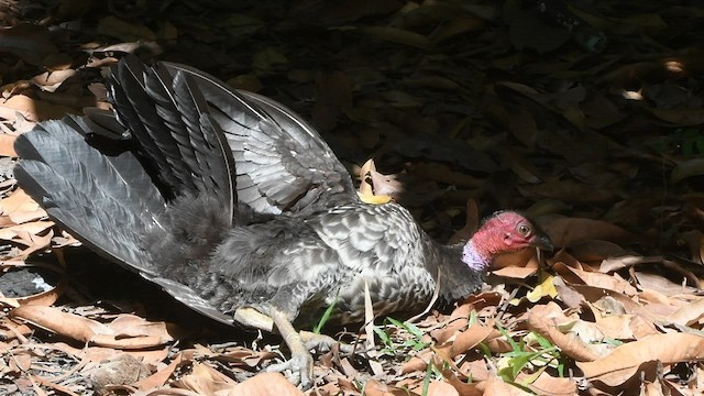 Australian Brushturkey - ML496523251