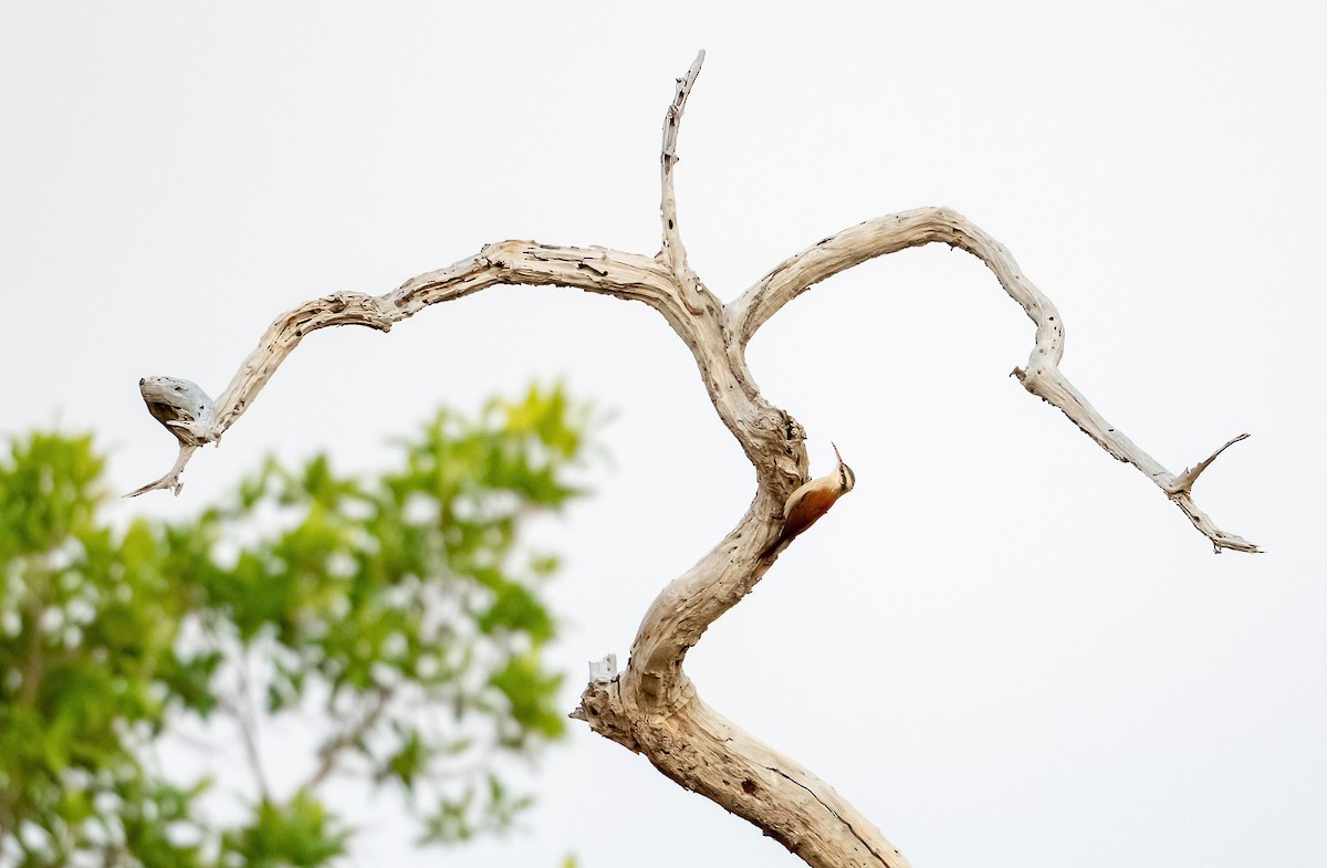 Narrow-billed Woodcreeper - Linda Sullivan