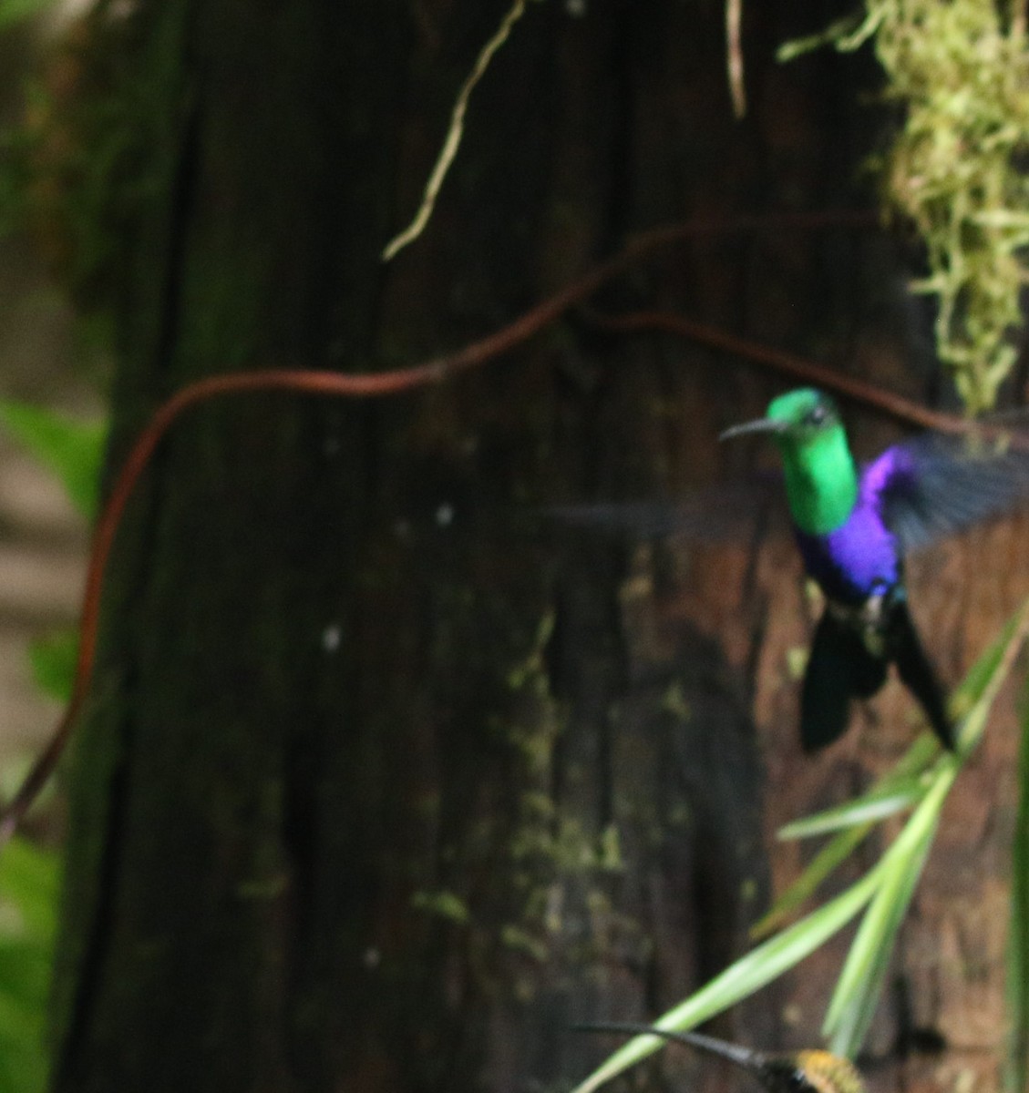 kolibřík vidloocasý [skupina fannyae]/(ssp. hypochlora) - ML496524691