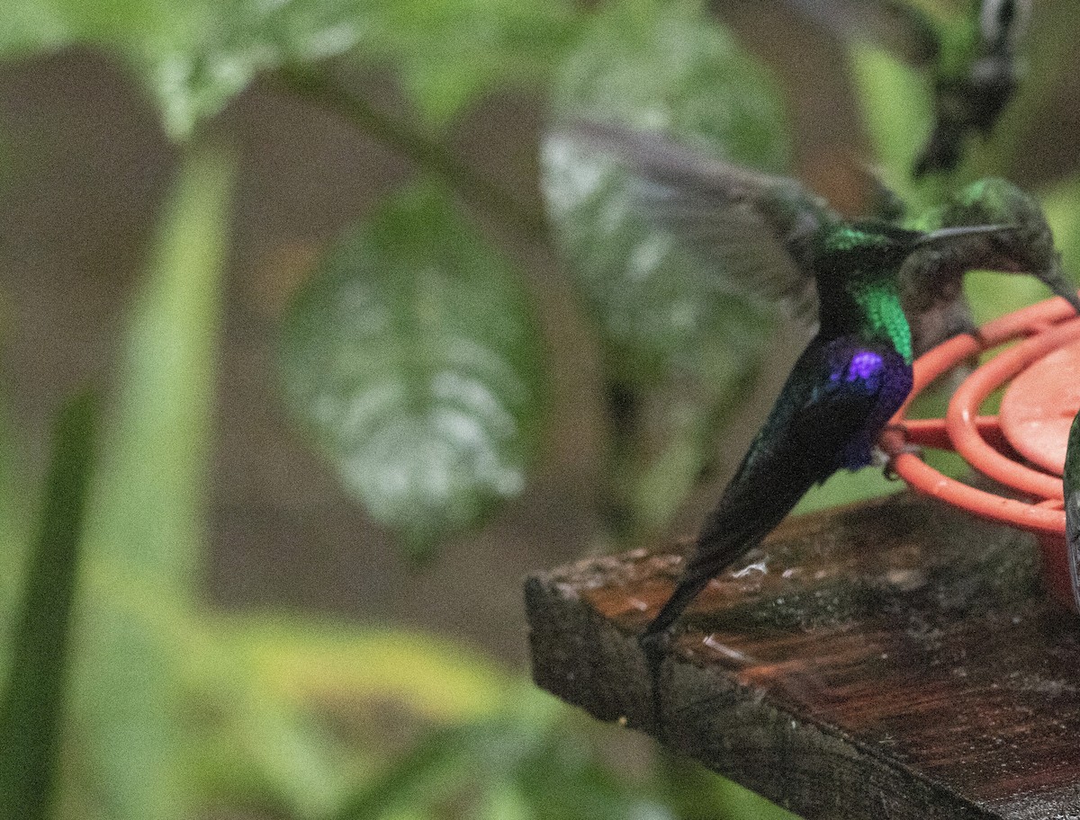 kolibřík vidloocasý [skupina fannyae]/(ssp. hypochlora) - ML496524701