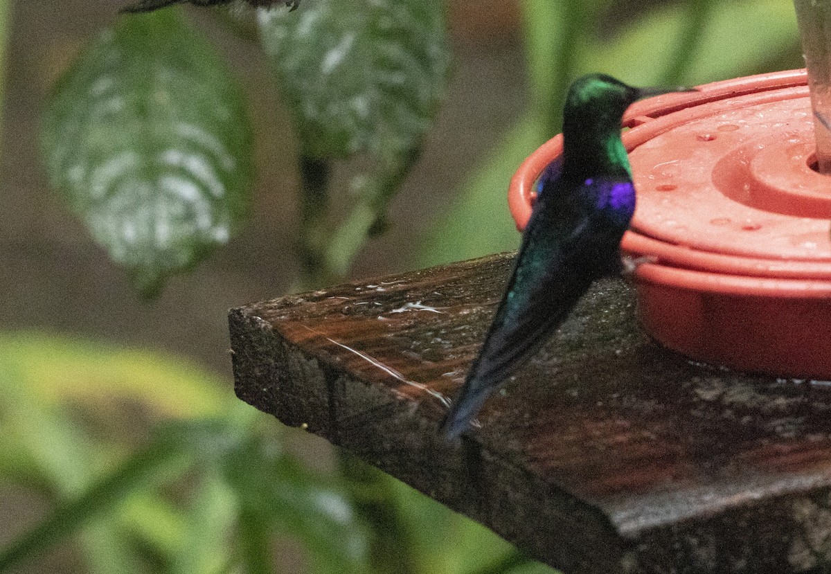 kolibřík vidloocasý [skupina fannyae]/(ssp. hypochlora) - ML496524721
