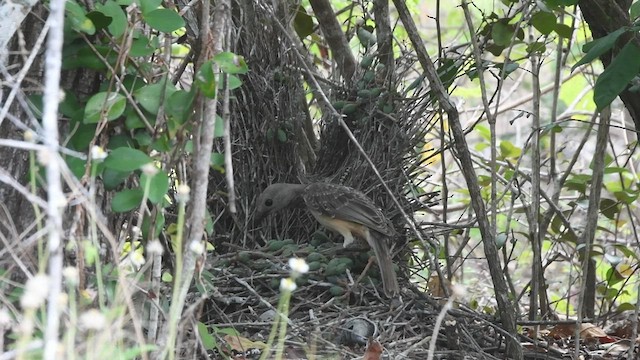 Fawn-breasted Bowerbird - ML496525361