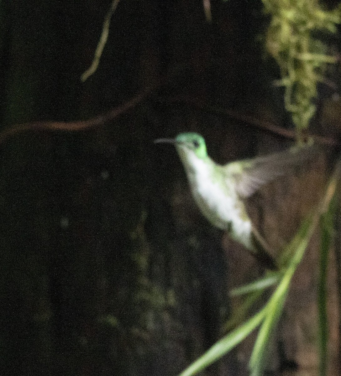 kolibřík andský - ML496525511