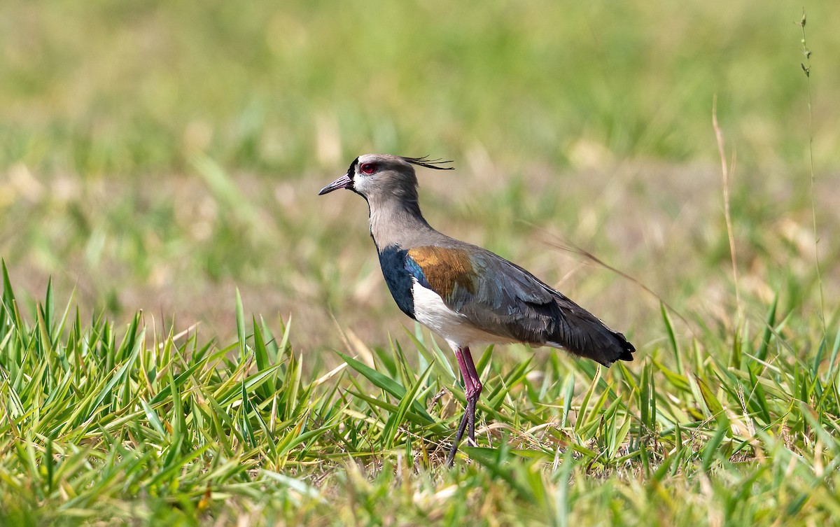 Southern Lapwing - ML496526301