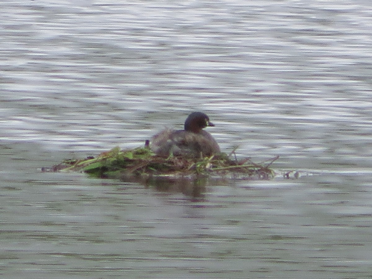 Australasian Grebe - ML496527201