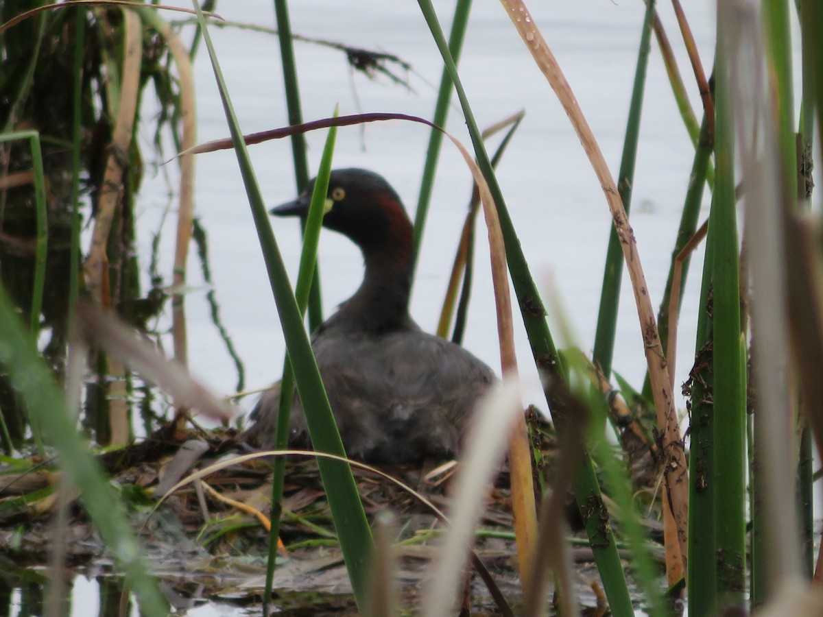 Australasian Grebe - ML496527221