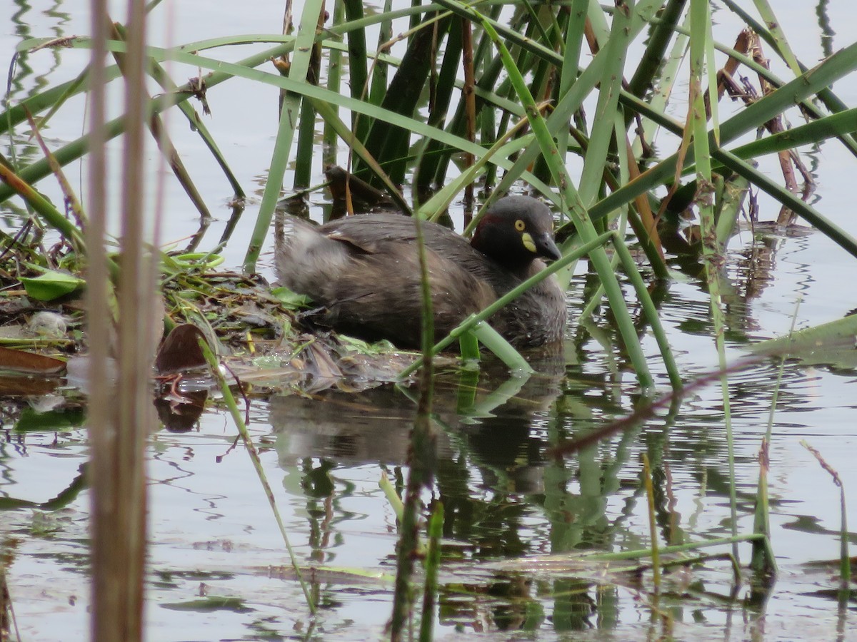 Australasian Grebe - ML496527251