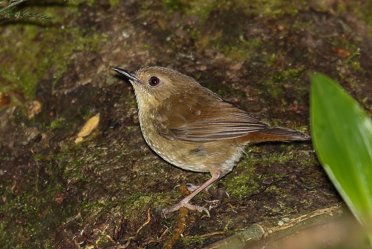 Atherton Scrubwren - ML496527451