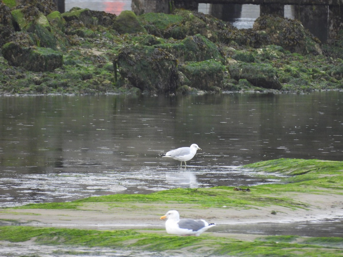 クロワカモメ - ML496527511