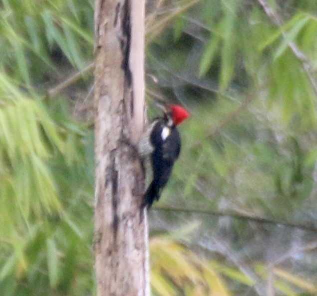 Crimson-crested Woodpecker - ML496527831