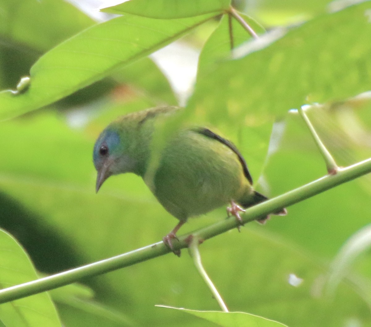 Blue Dacnis - ML496527991