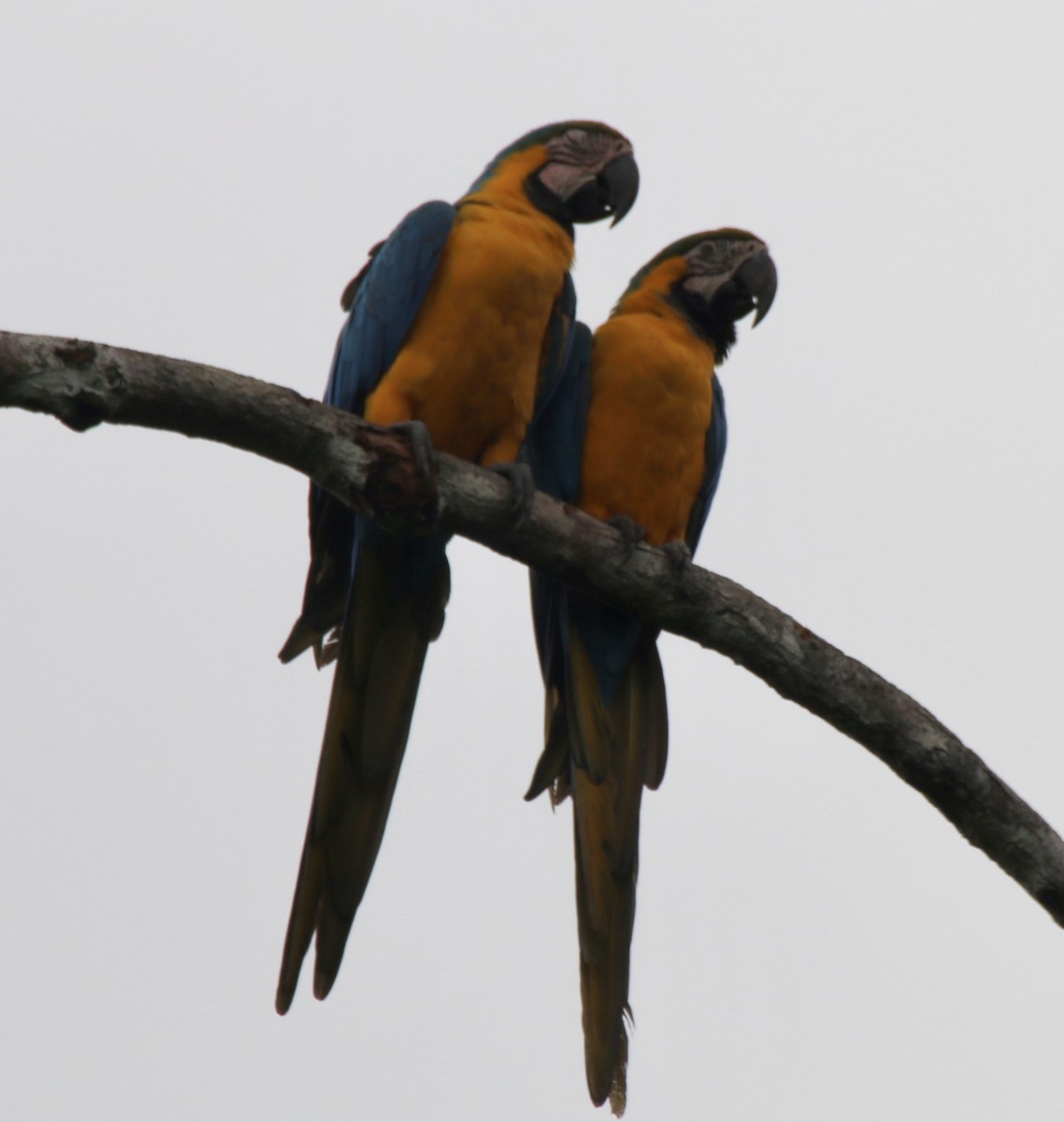 Blue-and-yellow Macaw - ML496528031